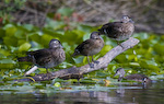 Wood Ducks On Branch
